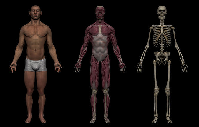 Realistic Male Basemesh Collection Low-poly 3D model