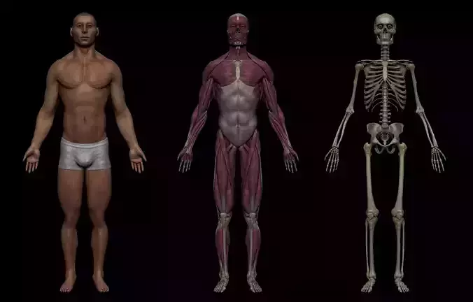 Realistic Male Basemesh Collection Low-poly 3D model