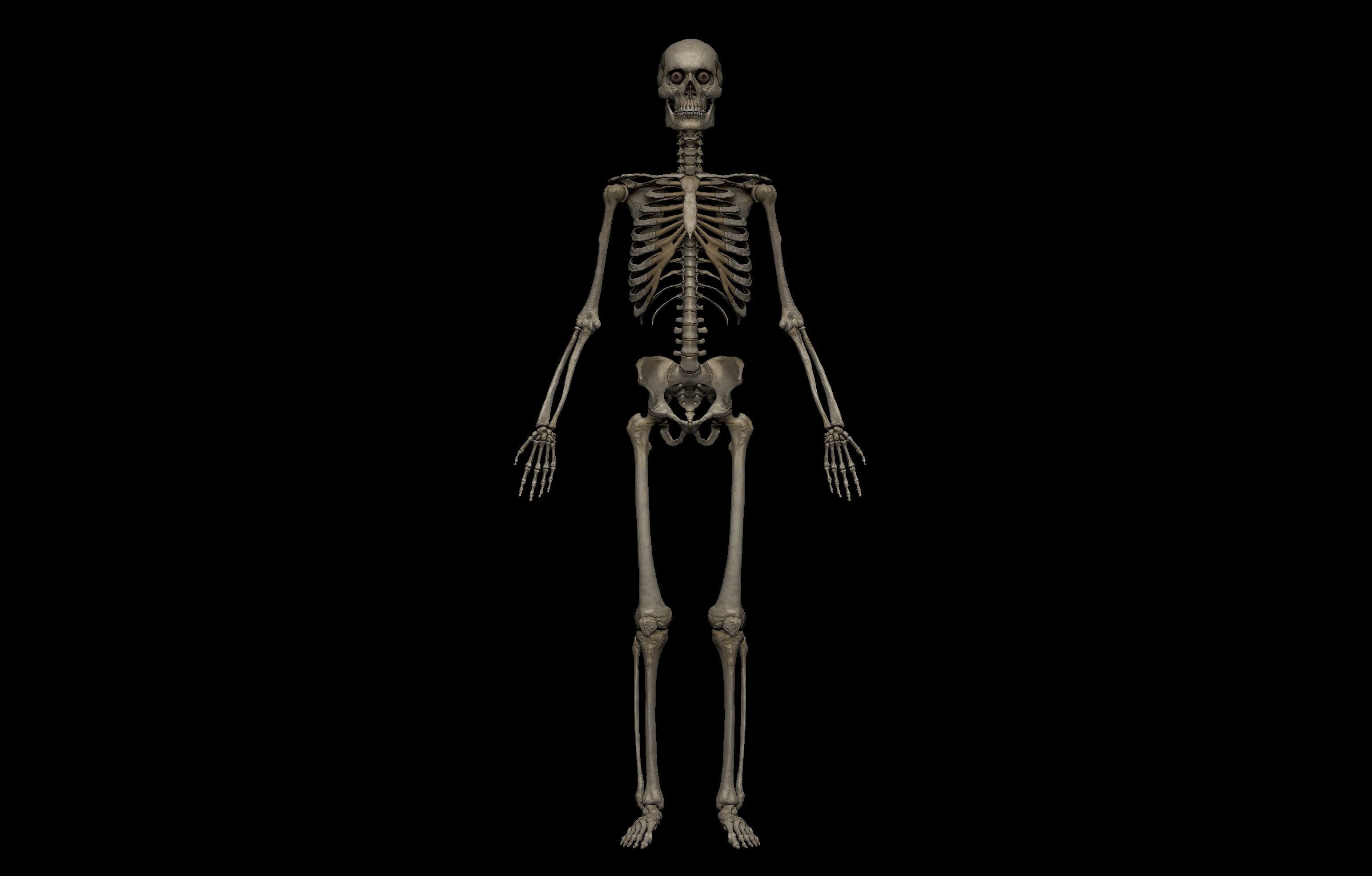 Ultimate Human Basemesh Collection _31