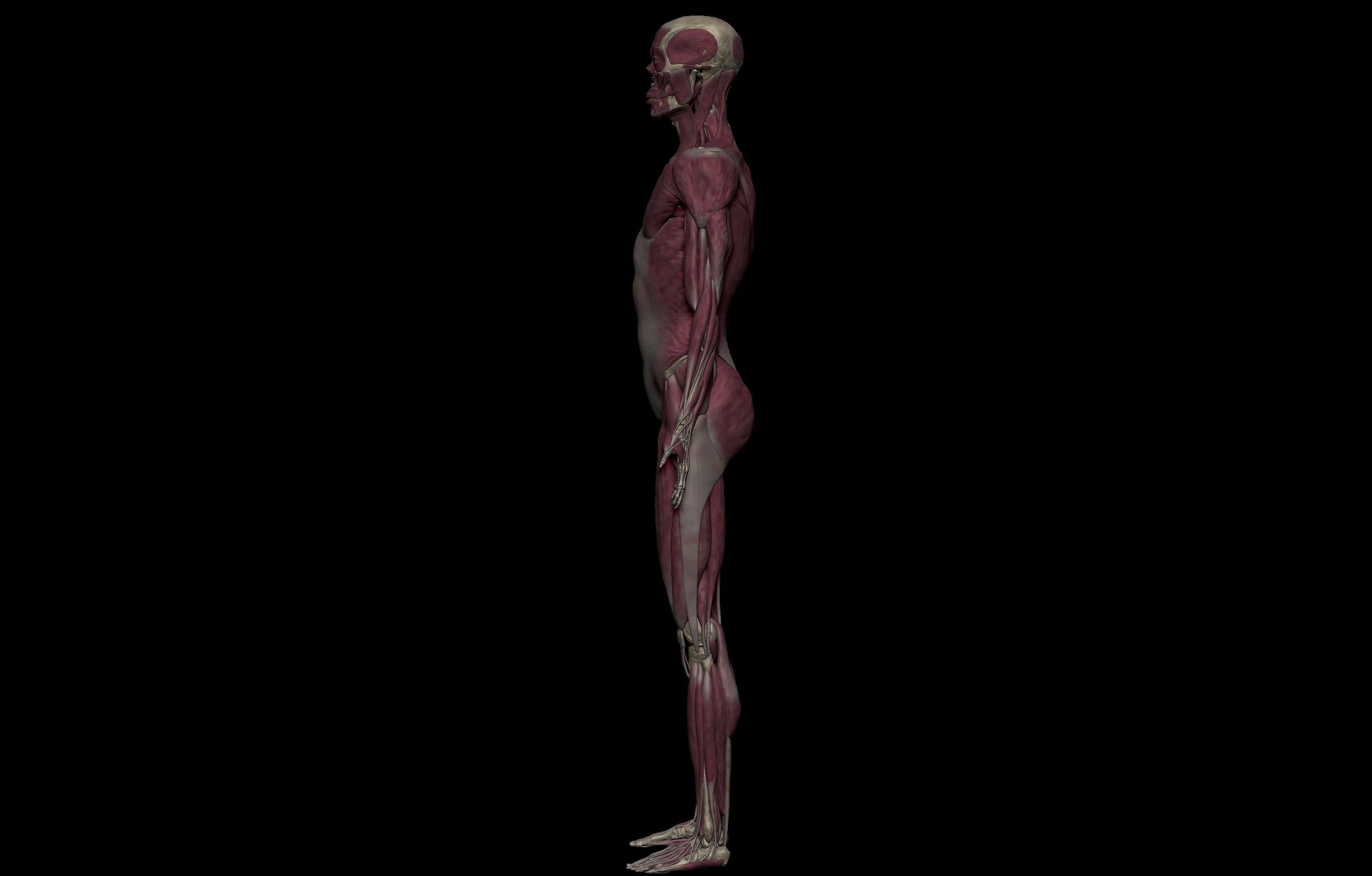 Ultimate Human Basemesh Collection _36