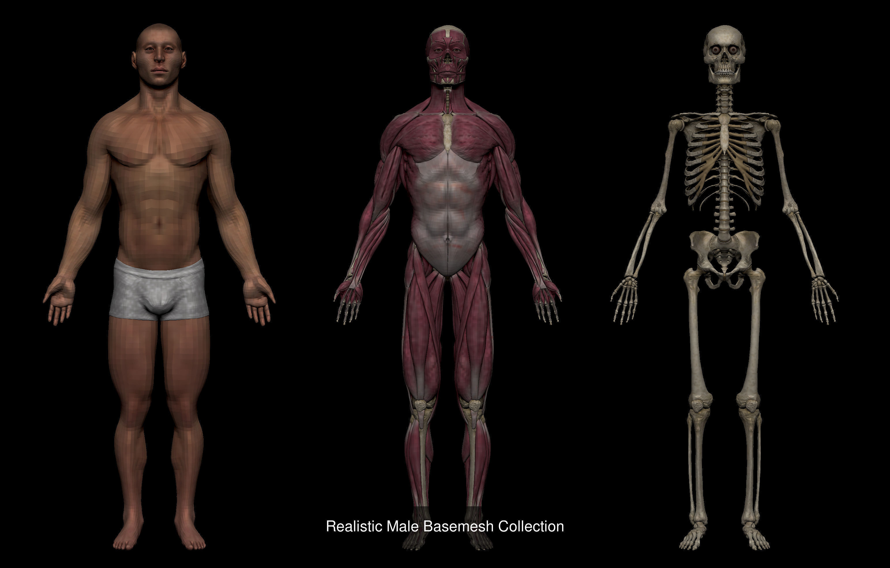 Ultimate Human Basemesh Collection _2