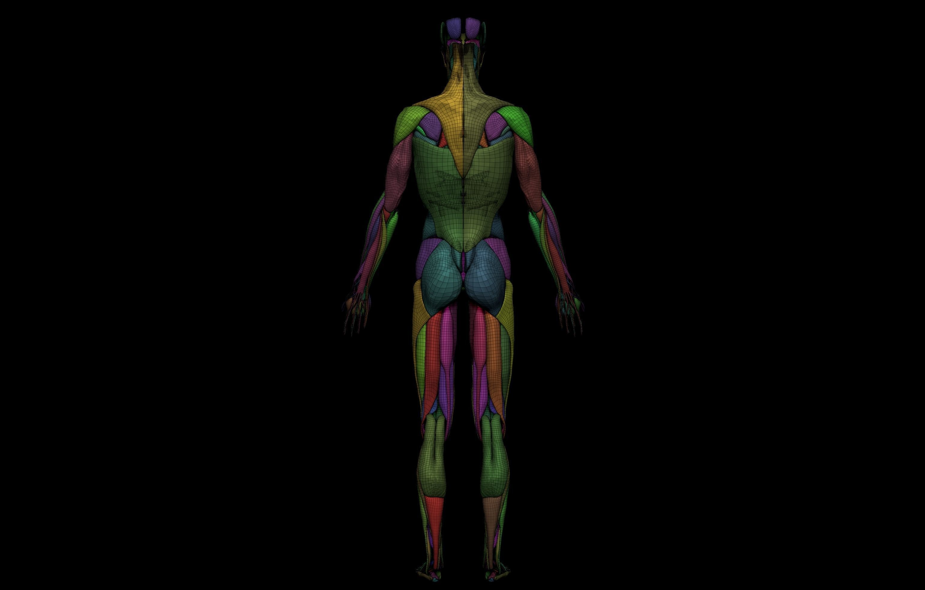 Ultimate Human Basemesh Collection _50