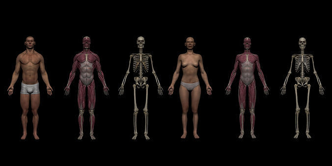 Ultimate Human Basemesh Collection 