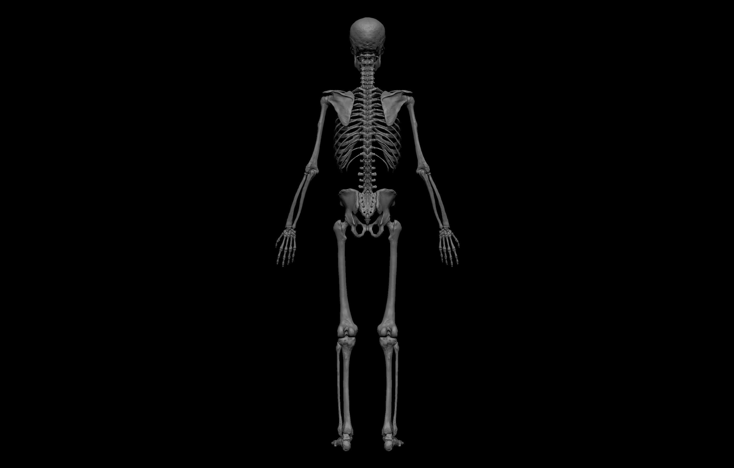 Ultimate Human Basemesh Collection _27