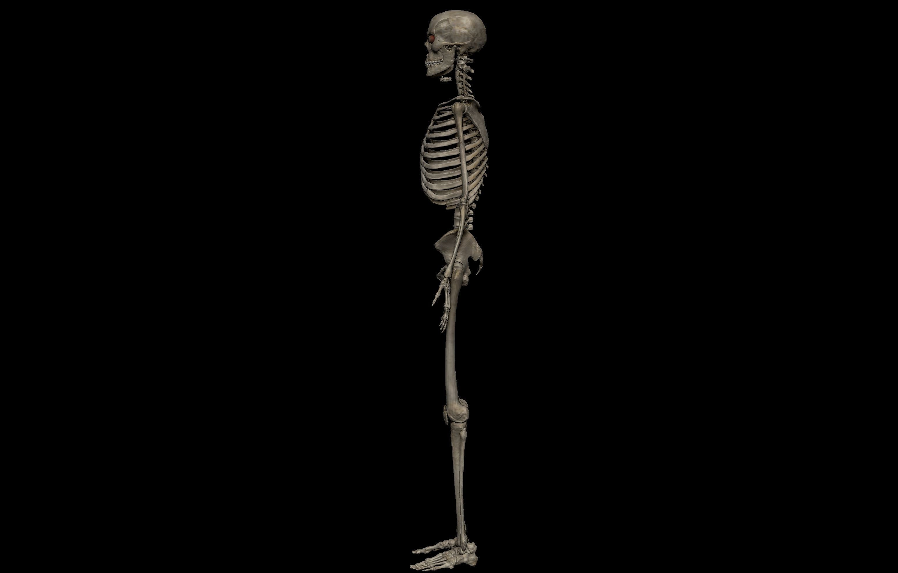 Ultimate Human Basemesh Collection _34