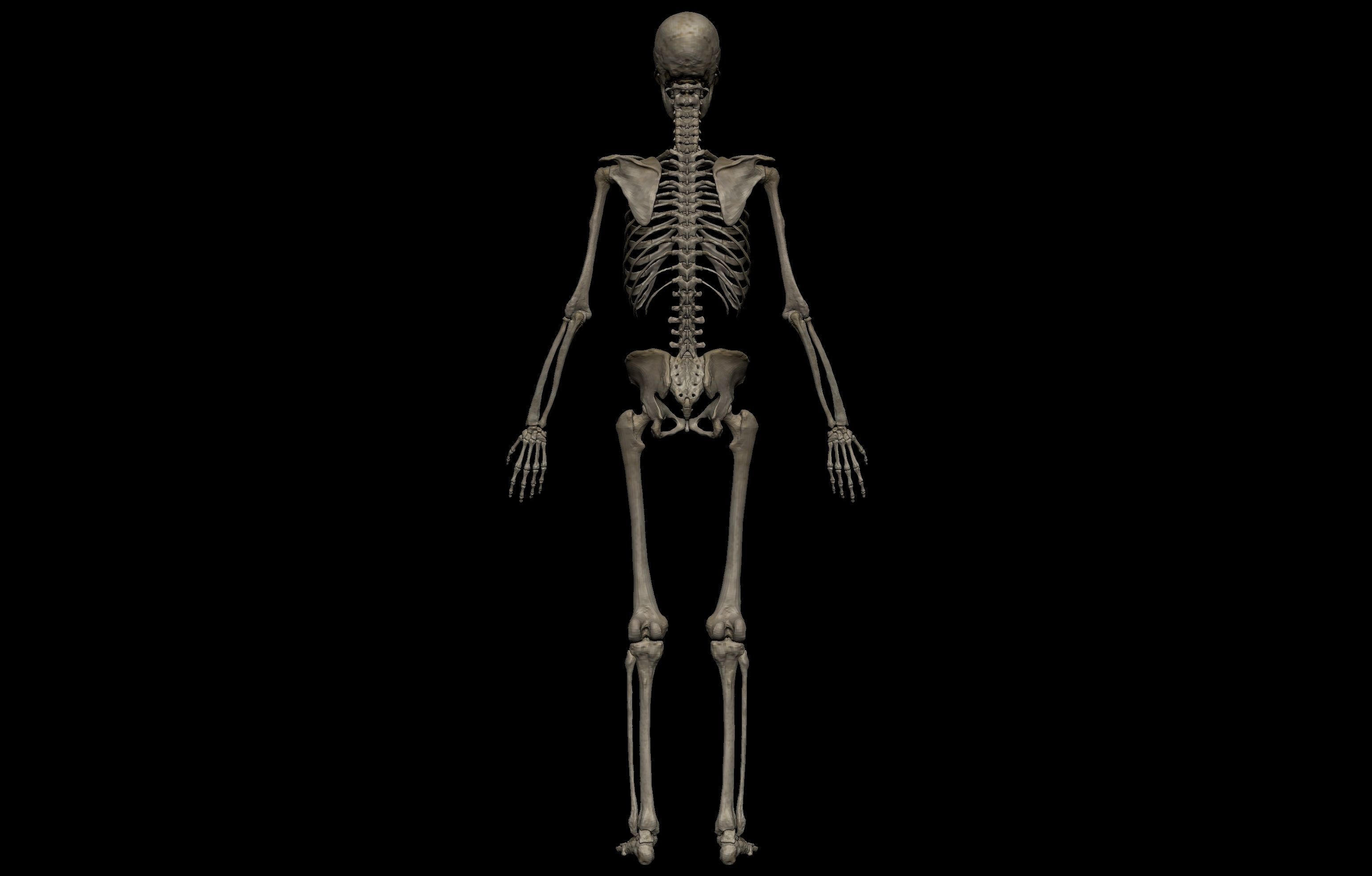 Ultimate Human Basemesh Collection _45