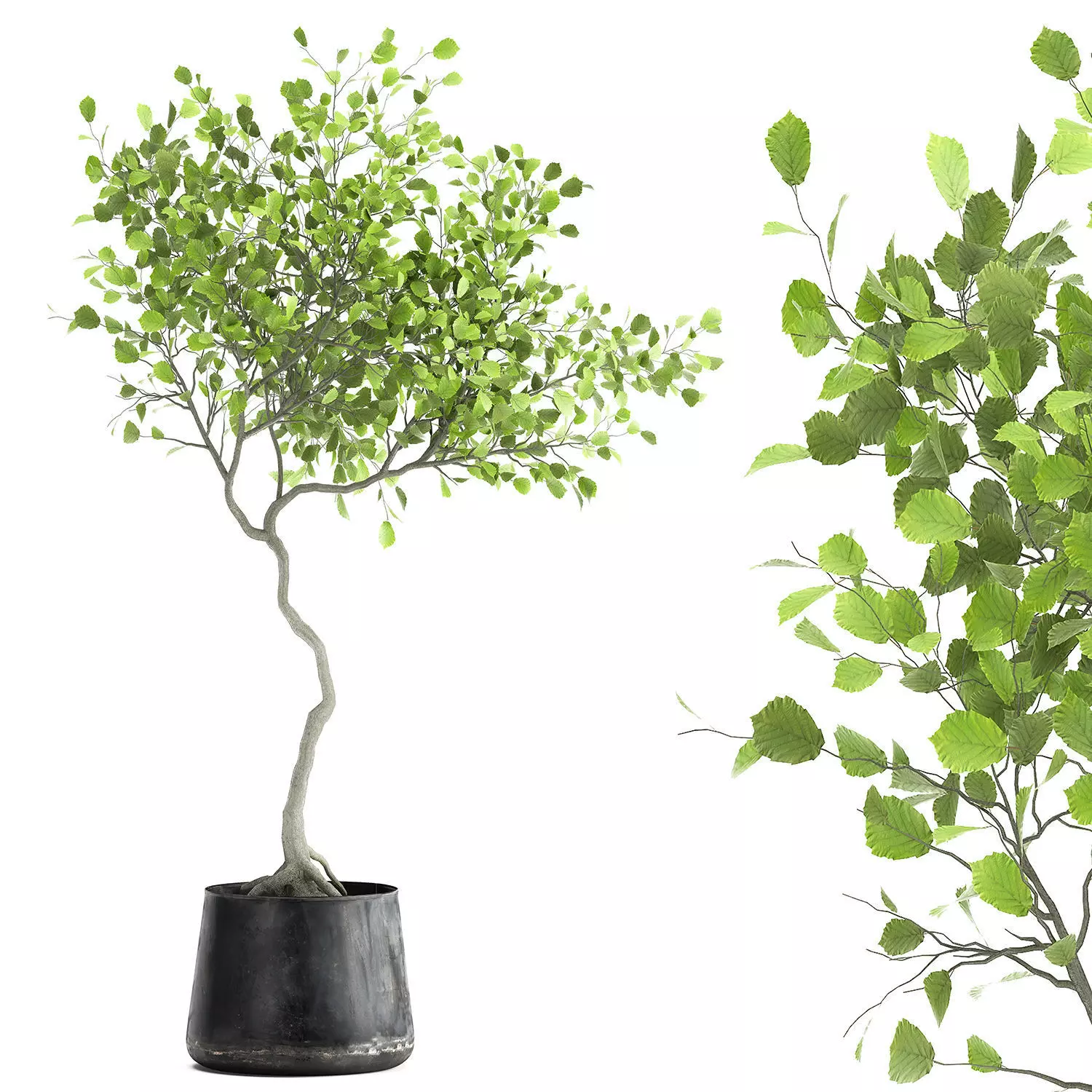 Decorative tree in a flowerpot for the interior 956 3D model