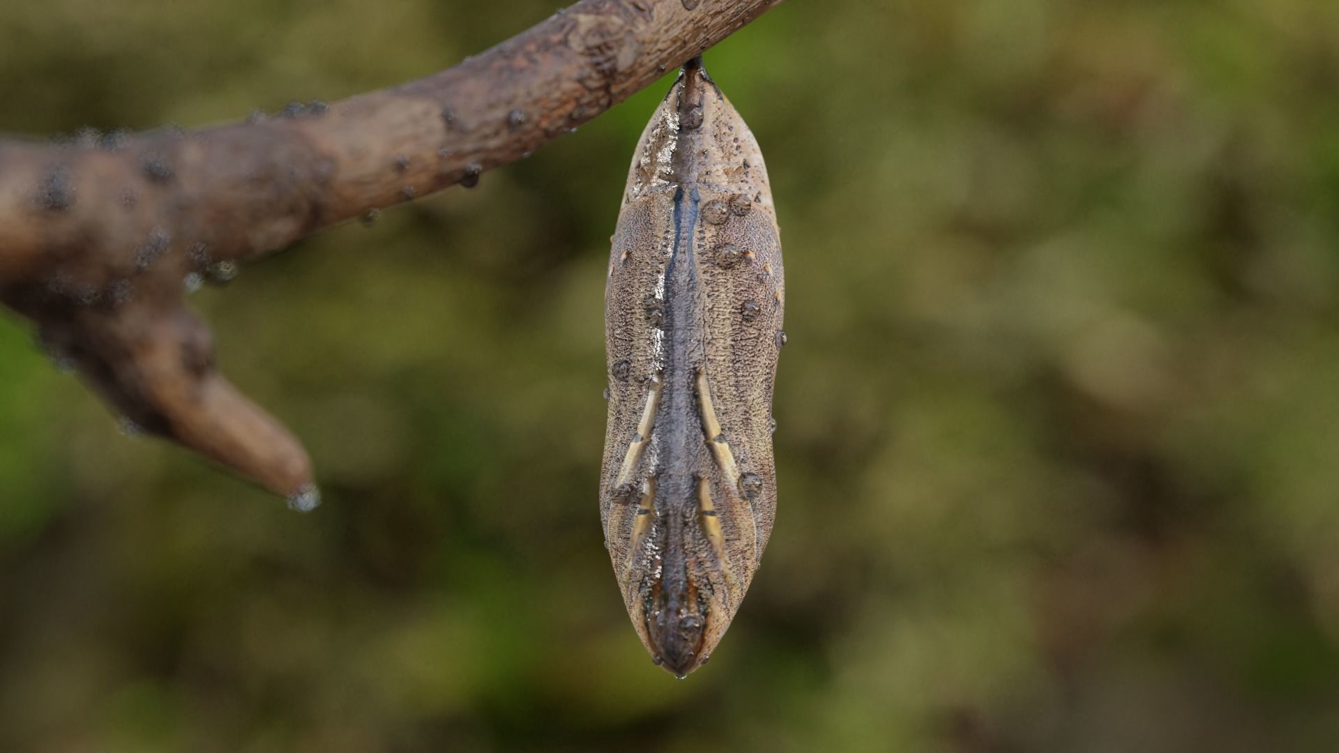 Butterfly cocoon Low-poly 3D model_19