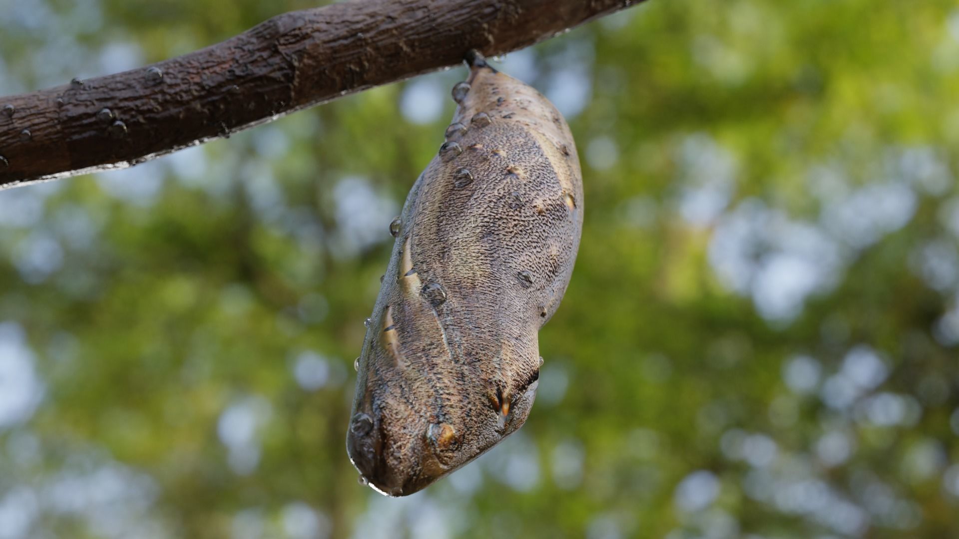 Butterfly cocoon Low-poly 3D model_4