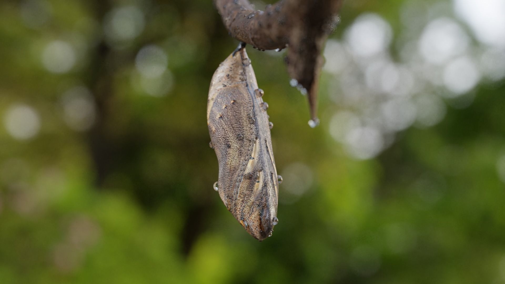 Butterfly cocoon Low-poly 3D model_22