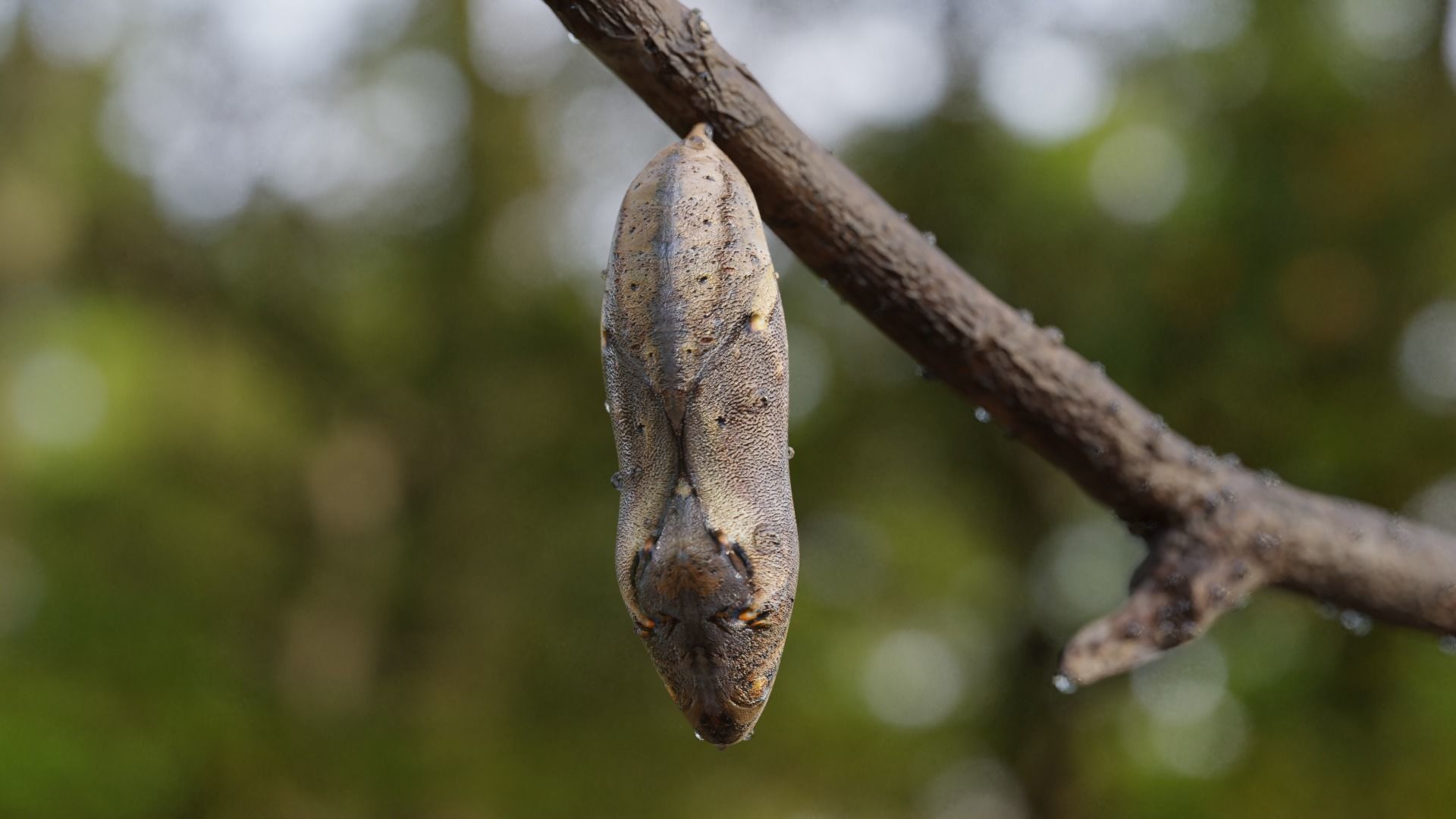 Butterfly cocoon Low-poly 3D model_1