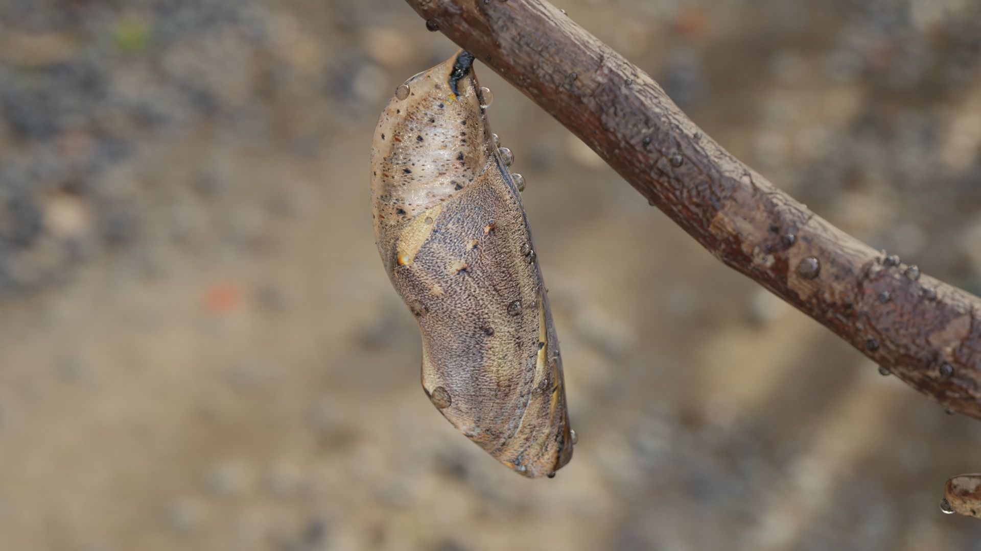 Butterfly cocoon Low-poly 3D model_8