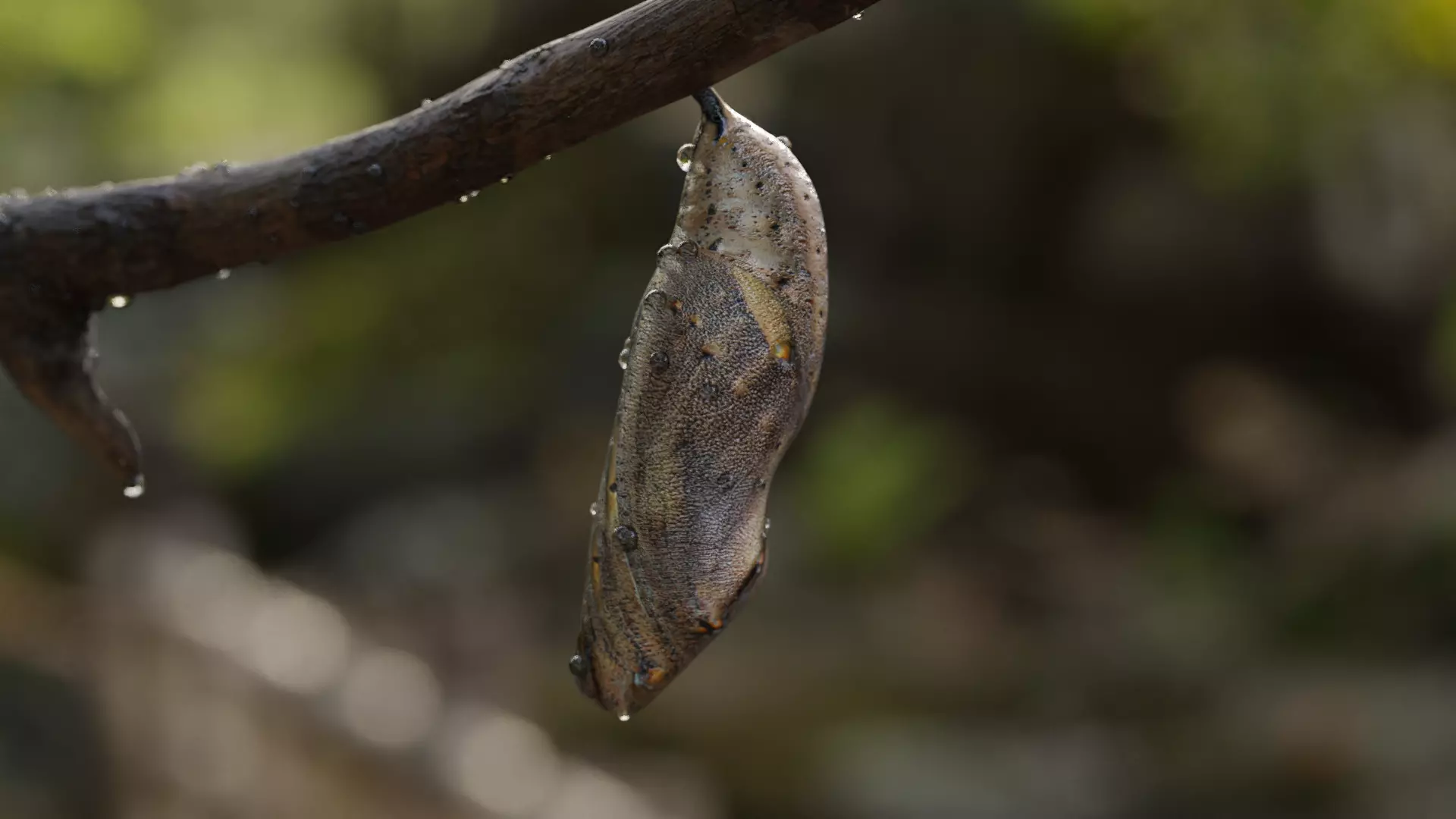 Butterfly cocoon Low-poly 3D model_0