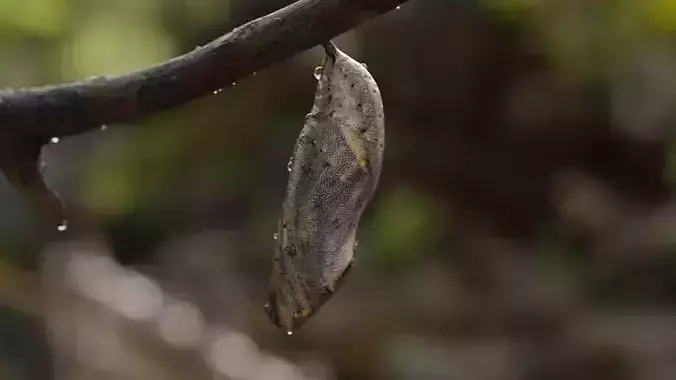 Butterfly cocoon Low-poly 3D model