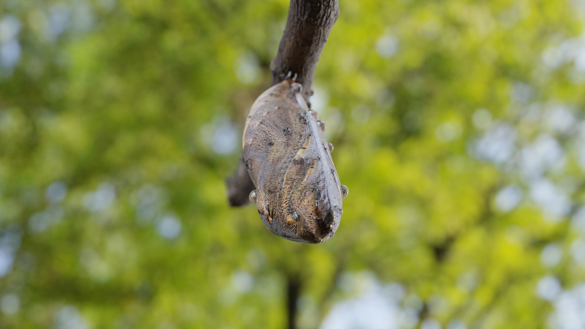 Butterfly cocoon Low-poly 3D model_7