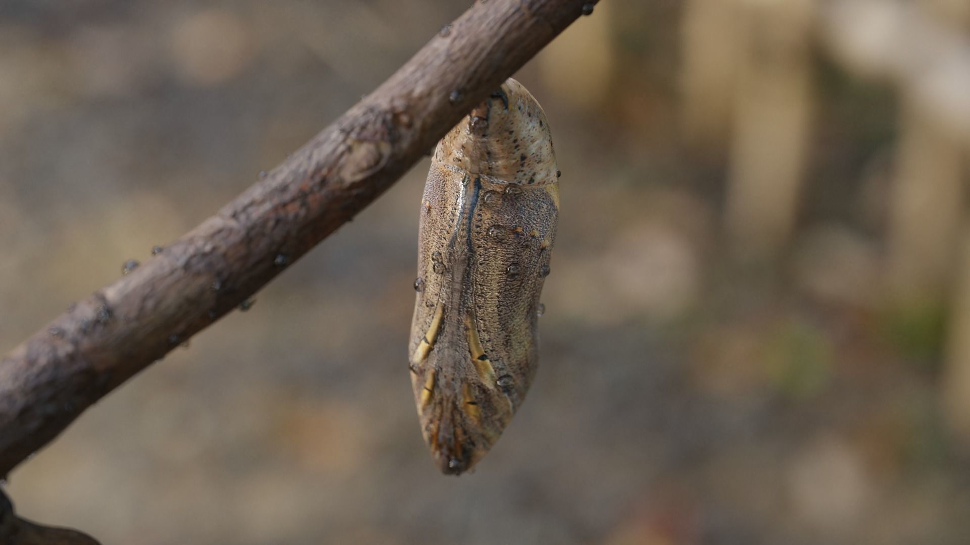 Butterfly cocoon Low-poly 3D model_2