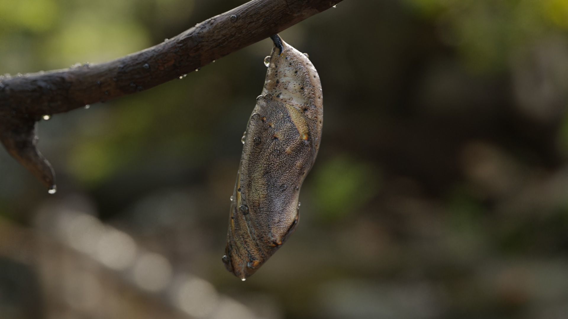 Butterfly cocoon Low-poly 3D model_27