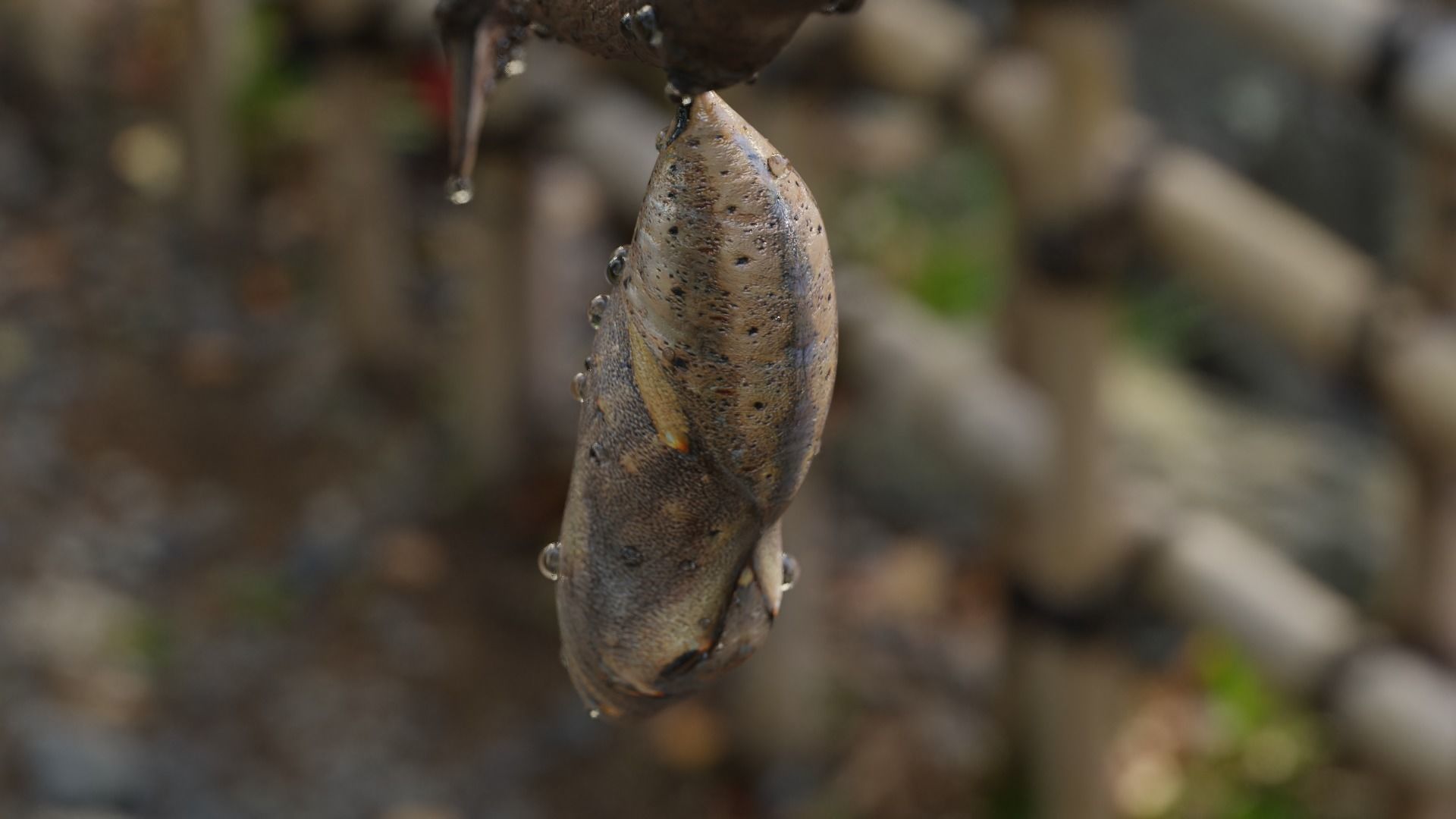 Butterfly cocoon Low-poly 3D model_23