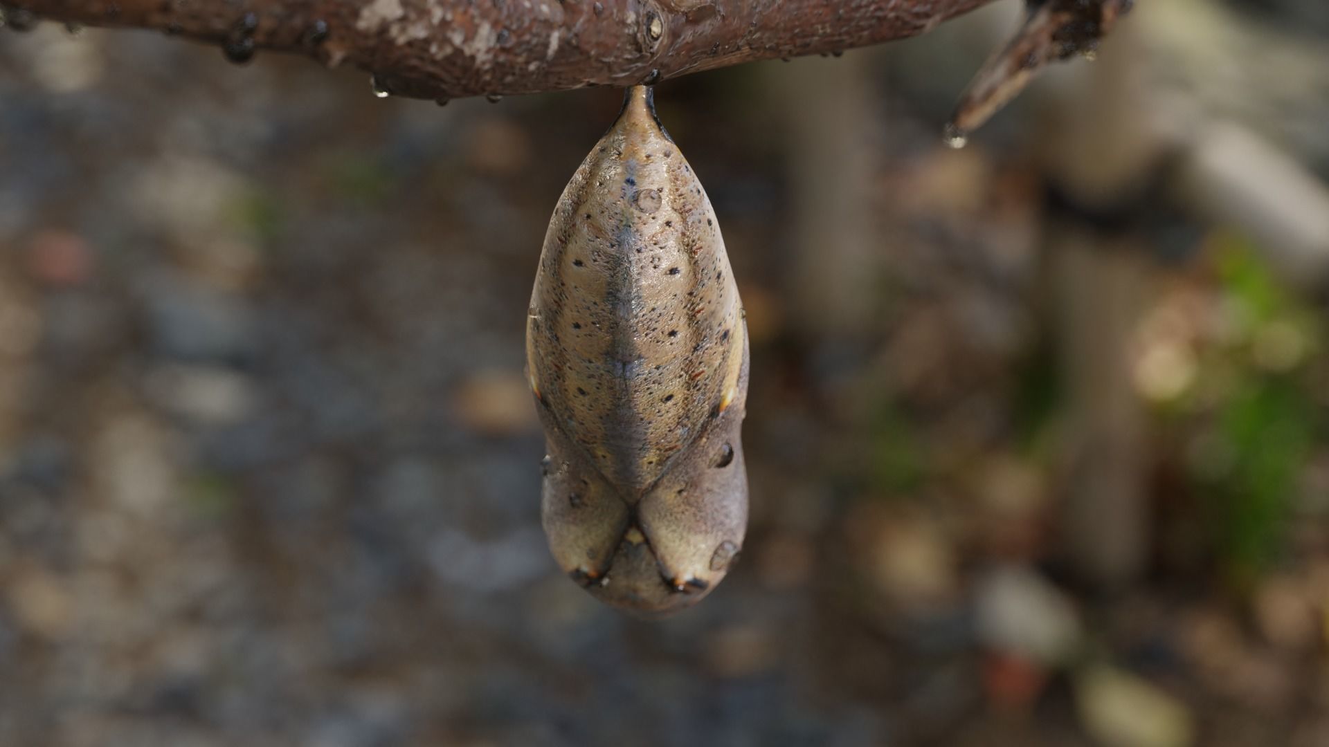 Butterfly cocoon Low-poly 3D model_26