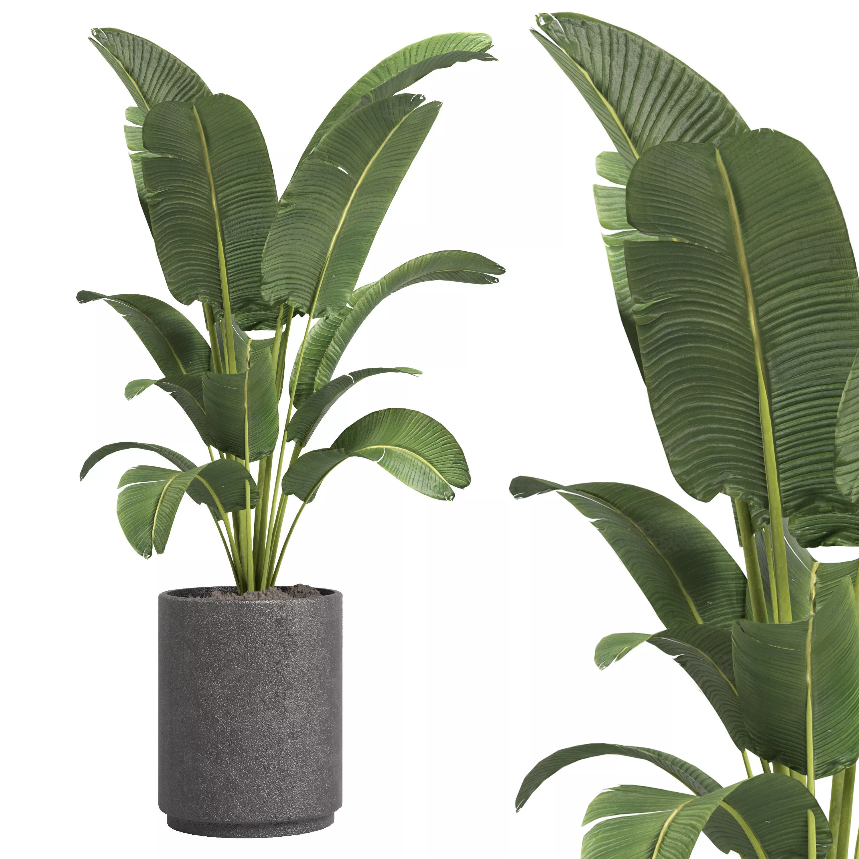 Indoor plant 47 vase concrete 3D model