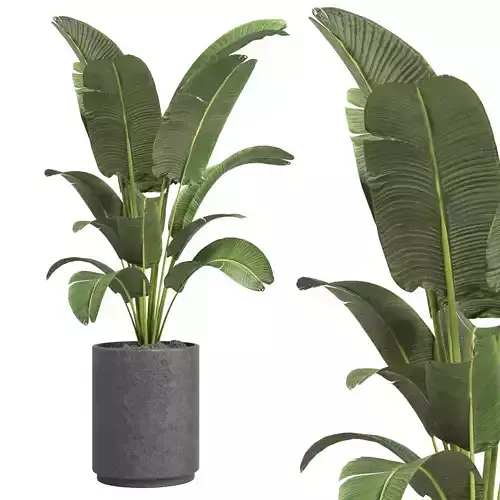 Indoor plant 47 vase concrete