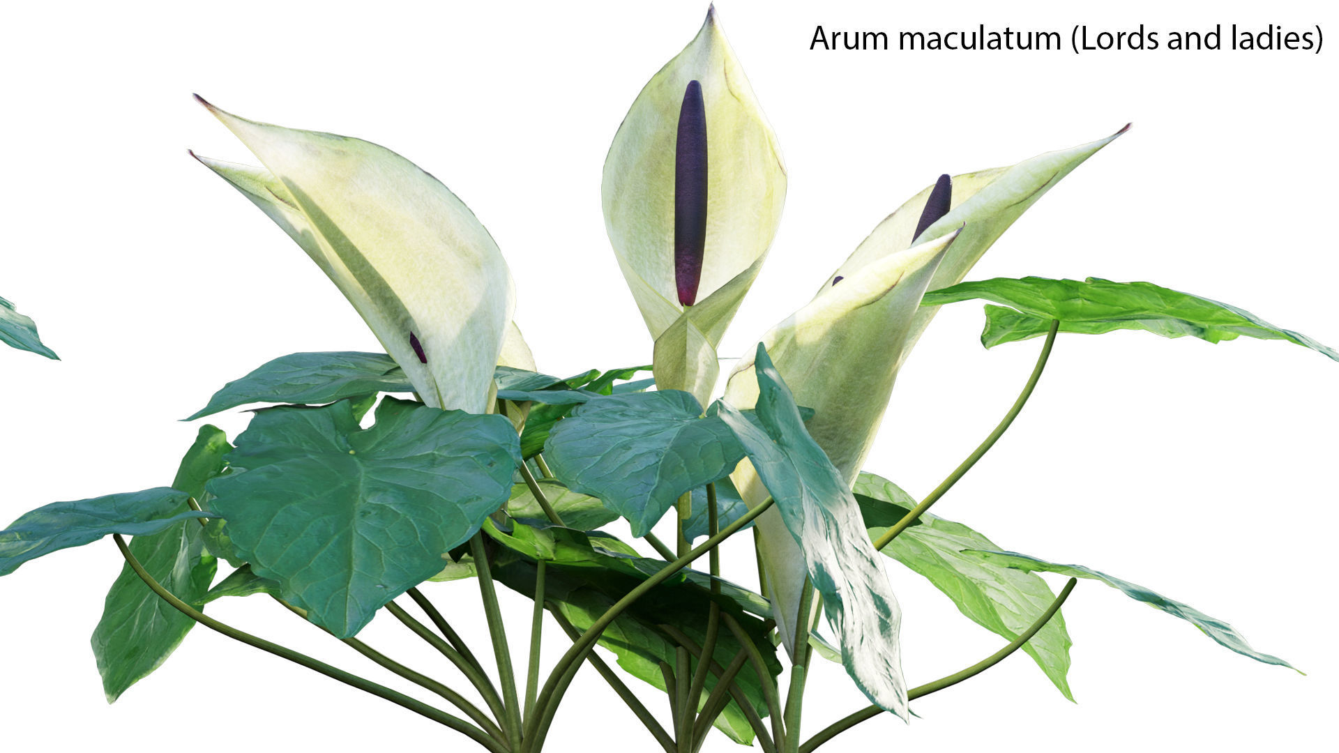 Alnus glutinosa - Common alder 3D model_2