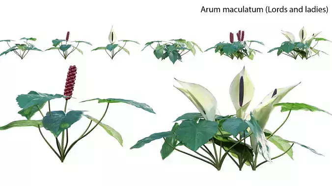 Alnus glutinosa - Common alder