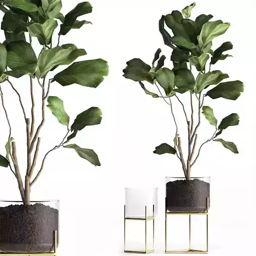 Ficus lyrata trees in a GLASS FLOWERPOT 958