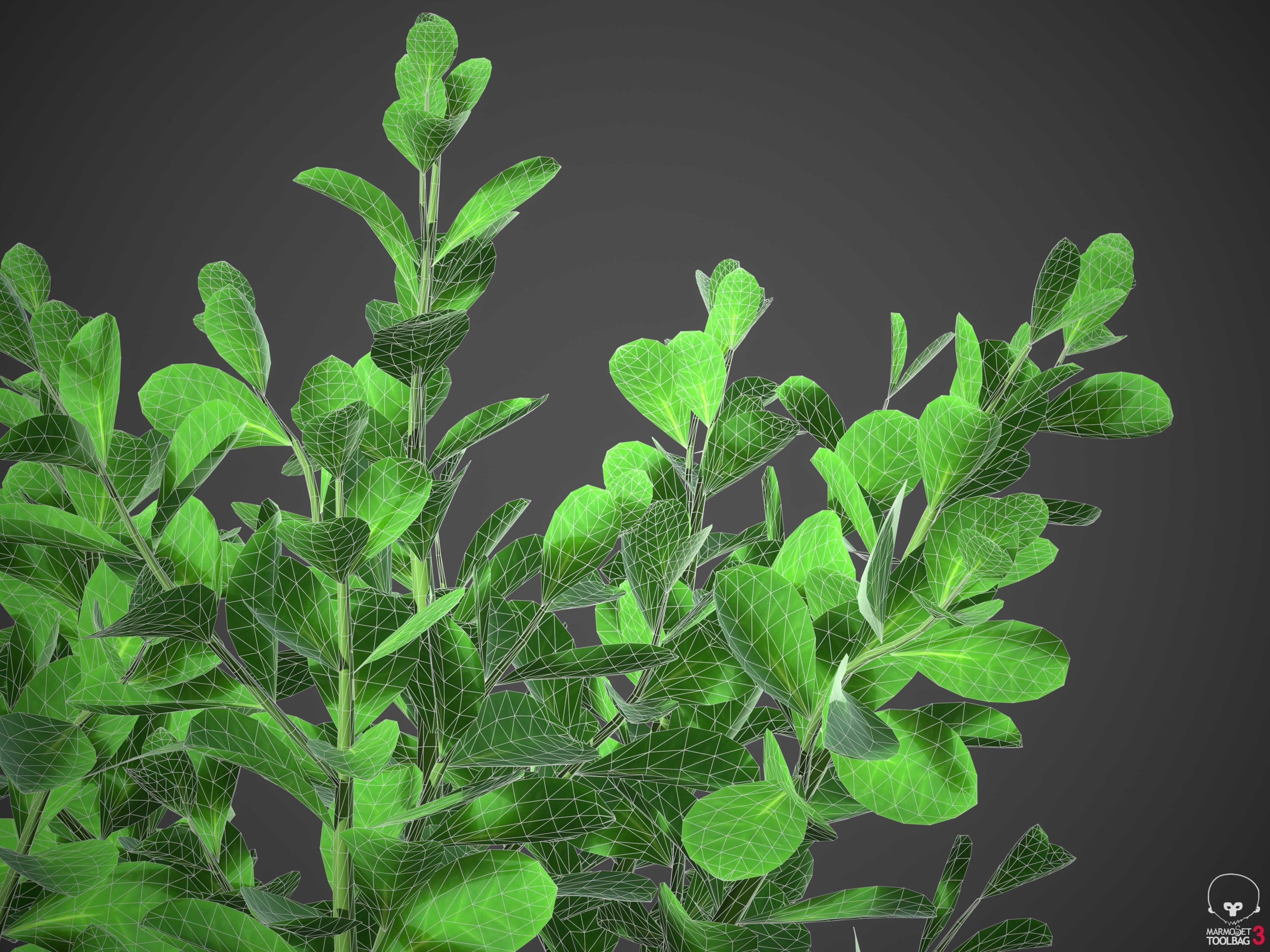 XfrogPlants Pitch Apple - Clusia Guttifera 3D model_6