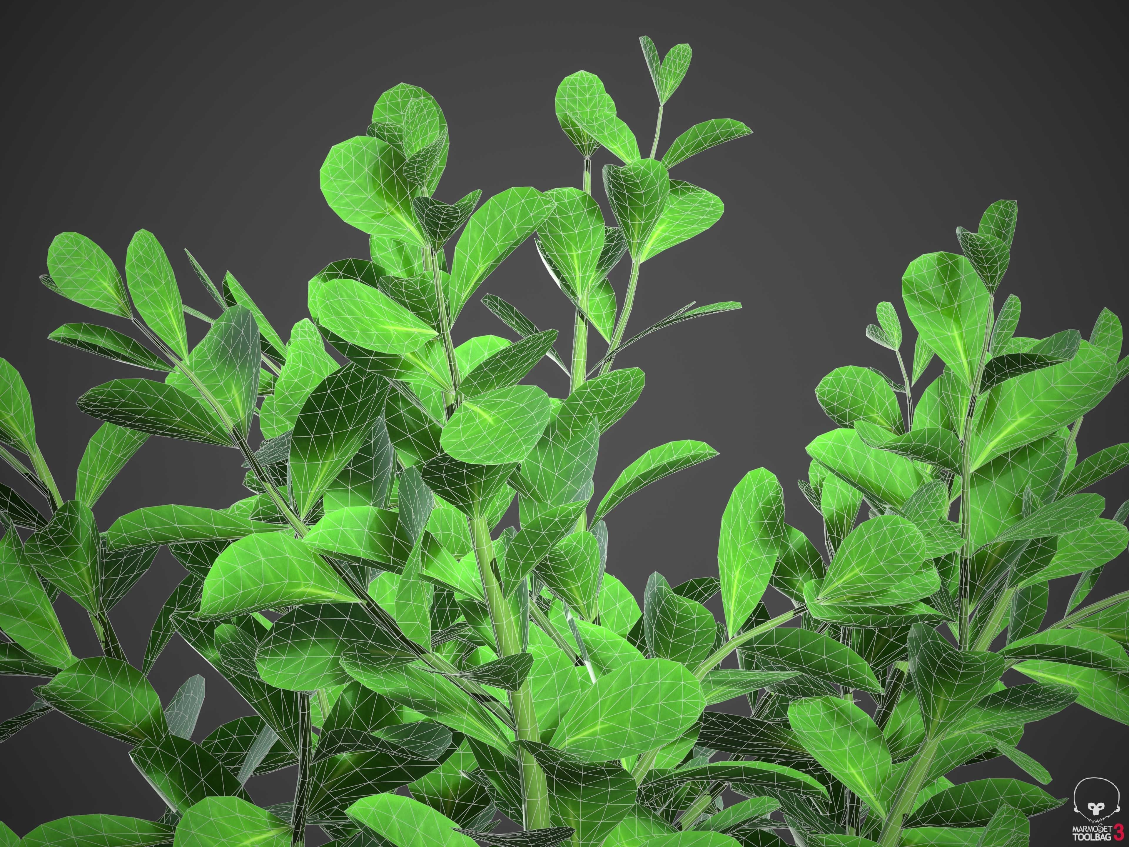 XfrogPlants Pitch Apple - Clusia Guttifera 3D model_5