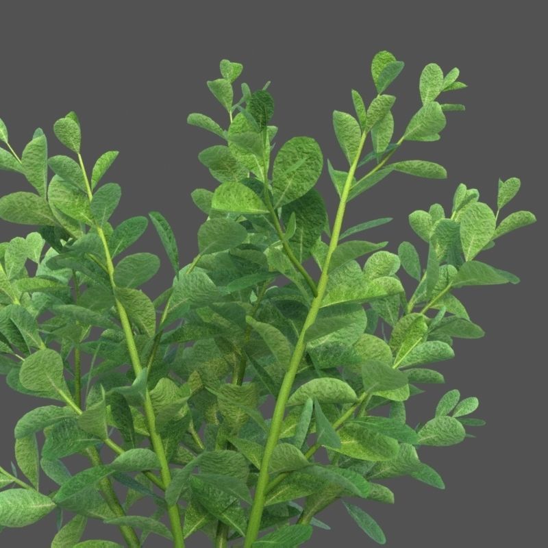 XfrogPlants Pitch Apple - Clusia Guttifera 3D model_2