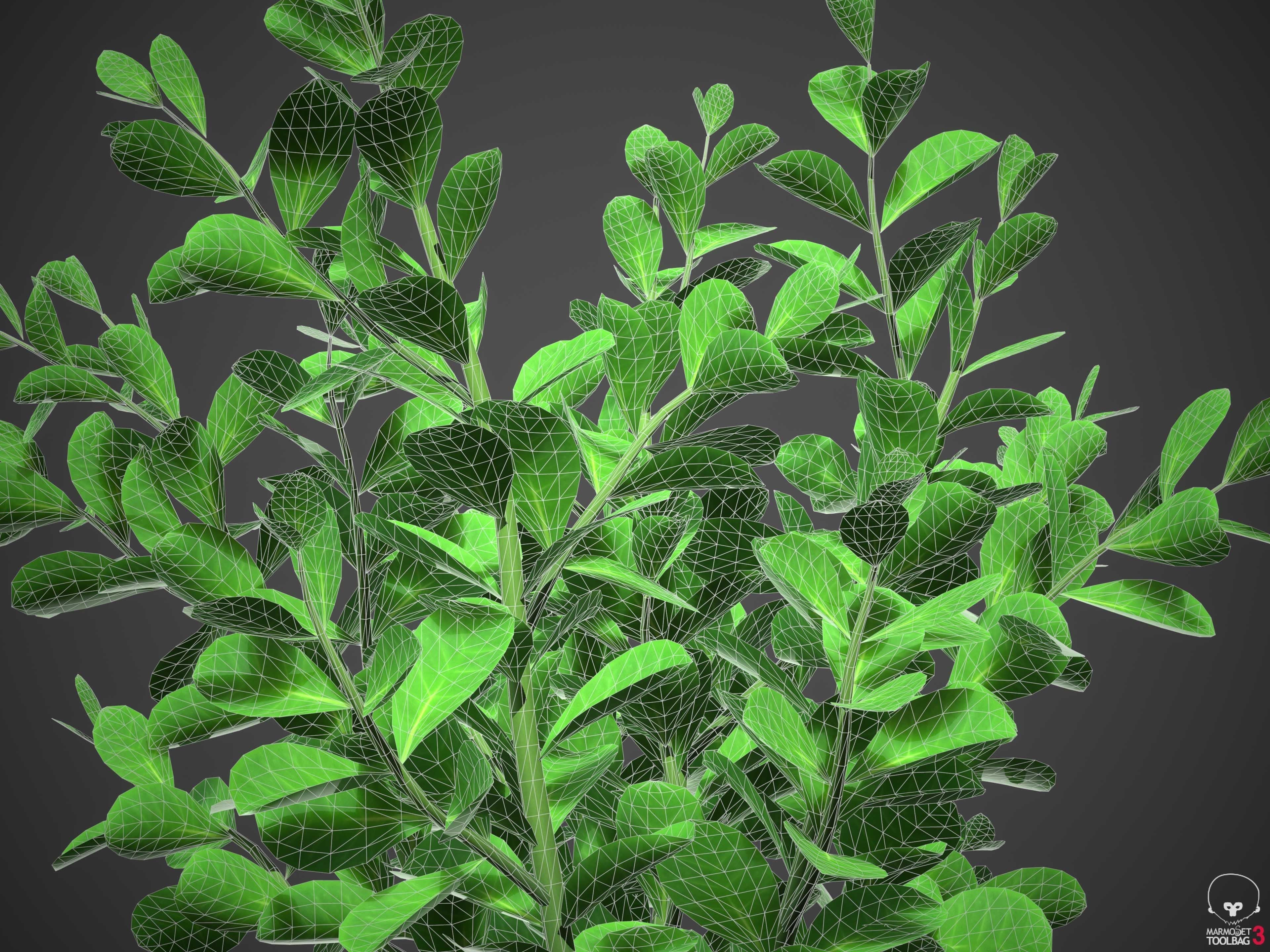 XfrogPlants Pitch Apple - Clusia Guttifera 3D model_4