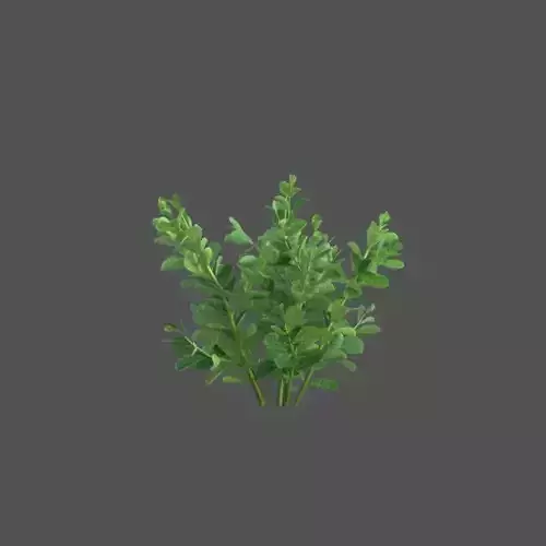 XfrogPlants Pitch Apple - Clusia Guttifera 3D model