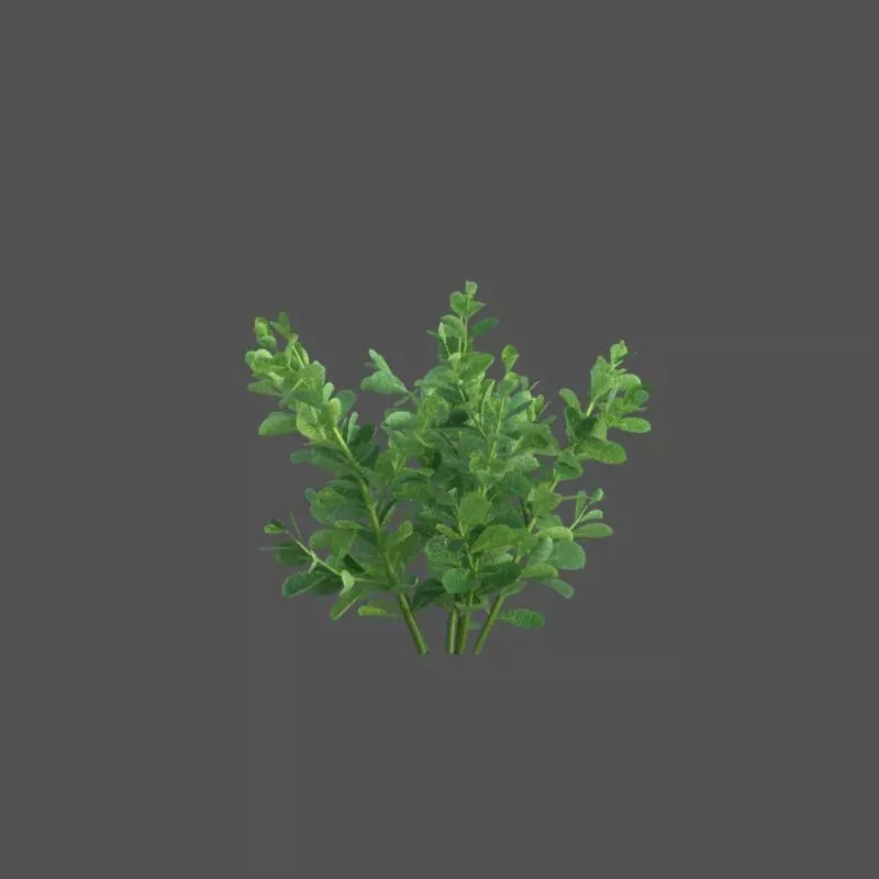 XfrogPlants Pitch Apple - Clusia Guttifera 3D model_0