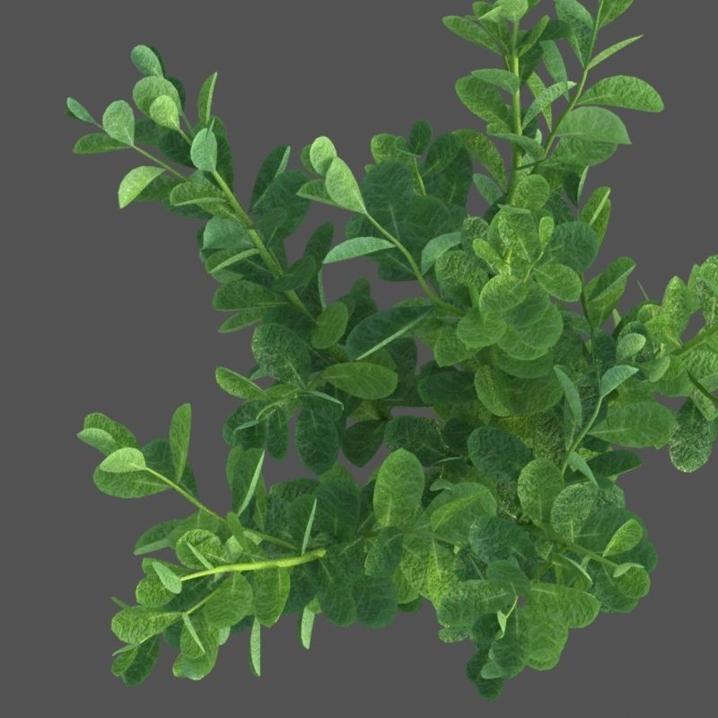 XfrogPlants Pitch Apple - Clusia Guttifera 3D model_3