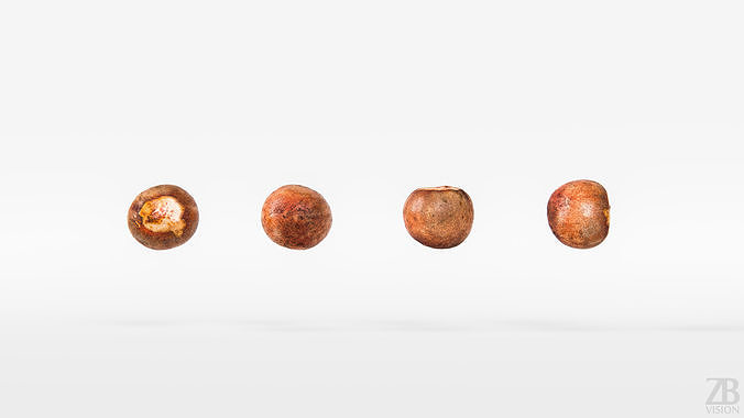 Avocado Seed 3D model 5