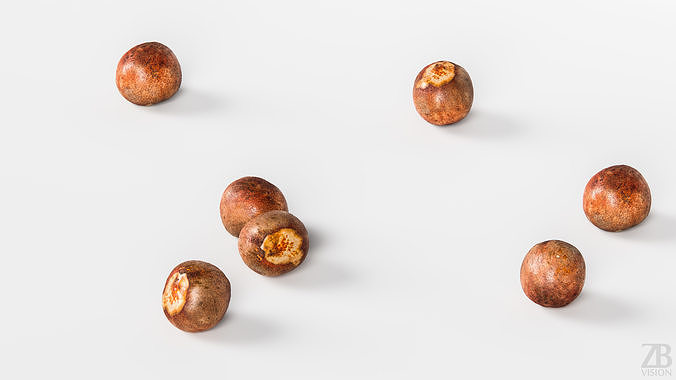 Avocado Seed 3D model 3