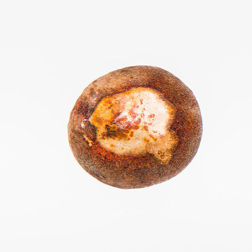Avocado Seed 3D model 6