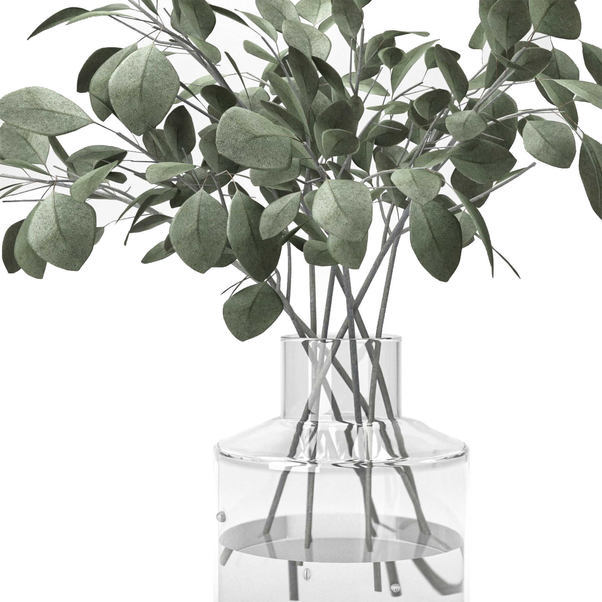 eucalyptus plant in glass vase  3D model_1