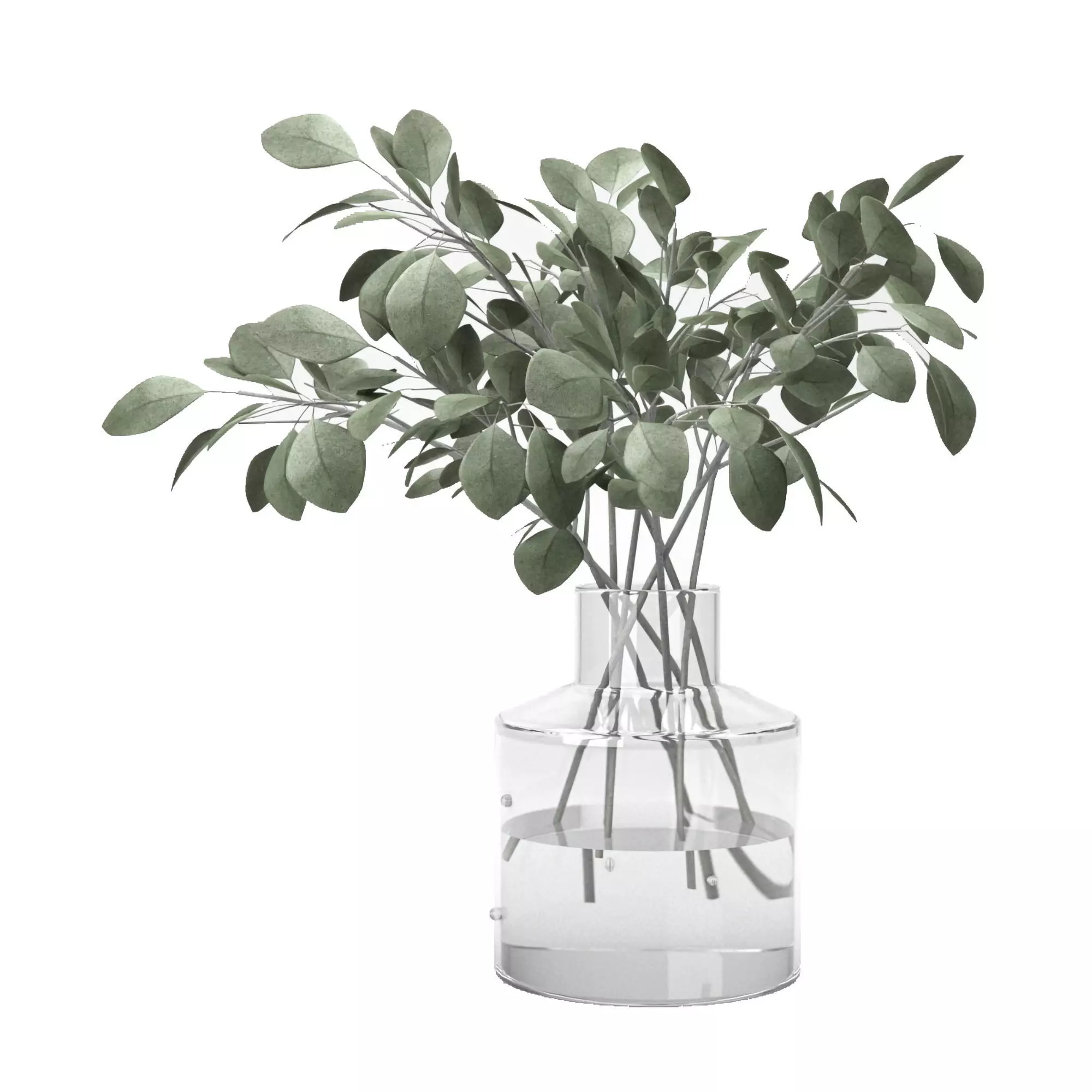 eucalyptus plant in glass vase  3D model_0