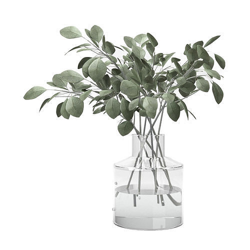 eucalyptus plant in glass vase  3D model