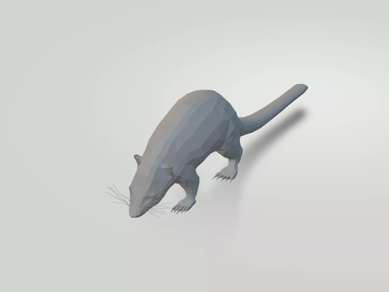 Coati rat Free low-poly 3D model_0