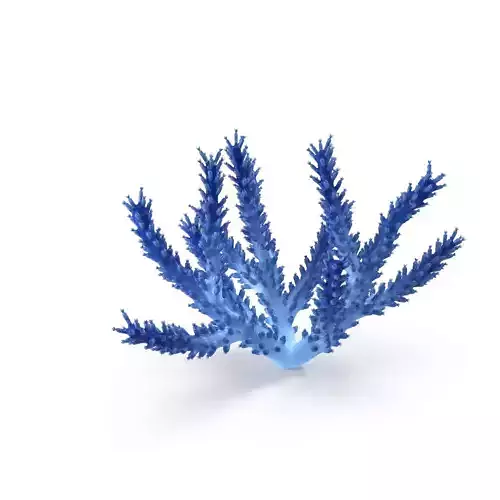 Acropora aasp 3D model