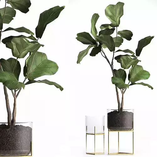 Ficus lyrata trees in a GLASS FLOWERPOT 959