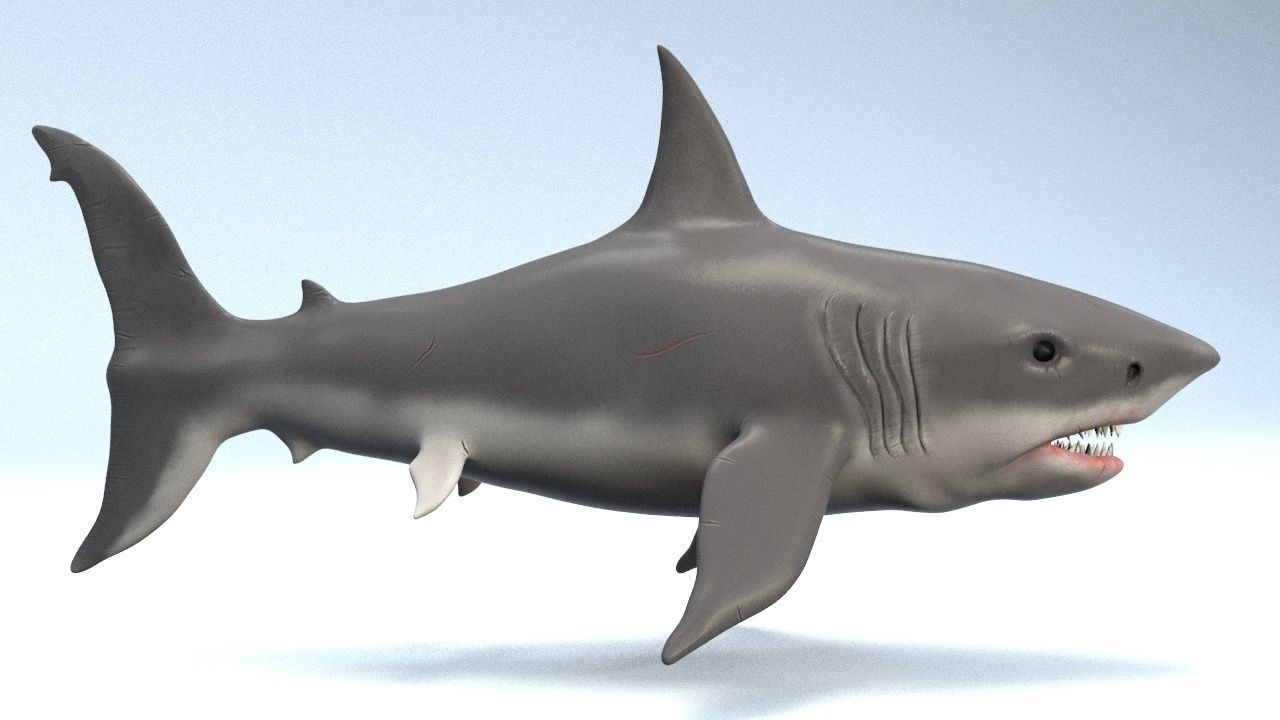 White Shark  Low-poly 3D model_2
