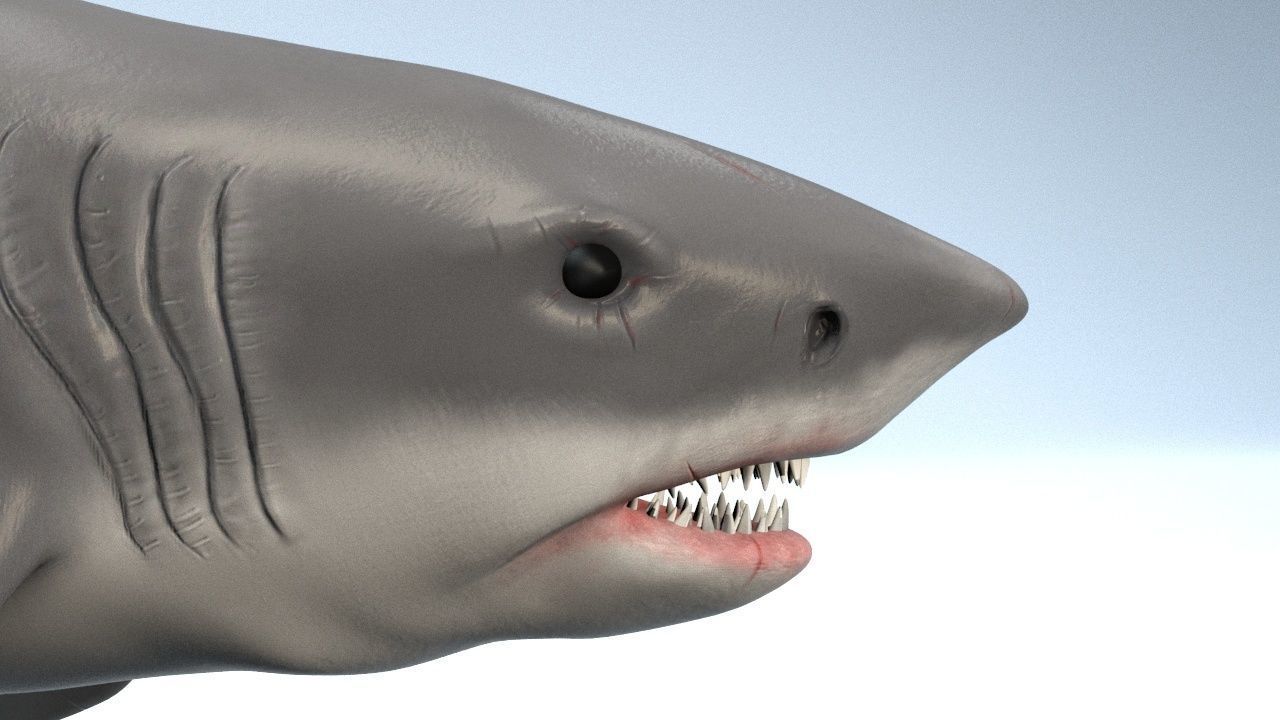 White Shark  Low-poly 3D model_5