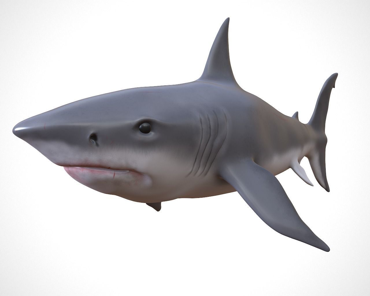 White Shark  Low-poly 3D model_10