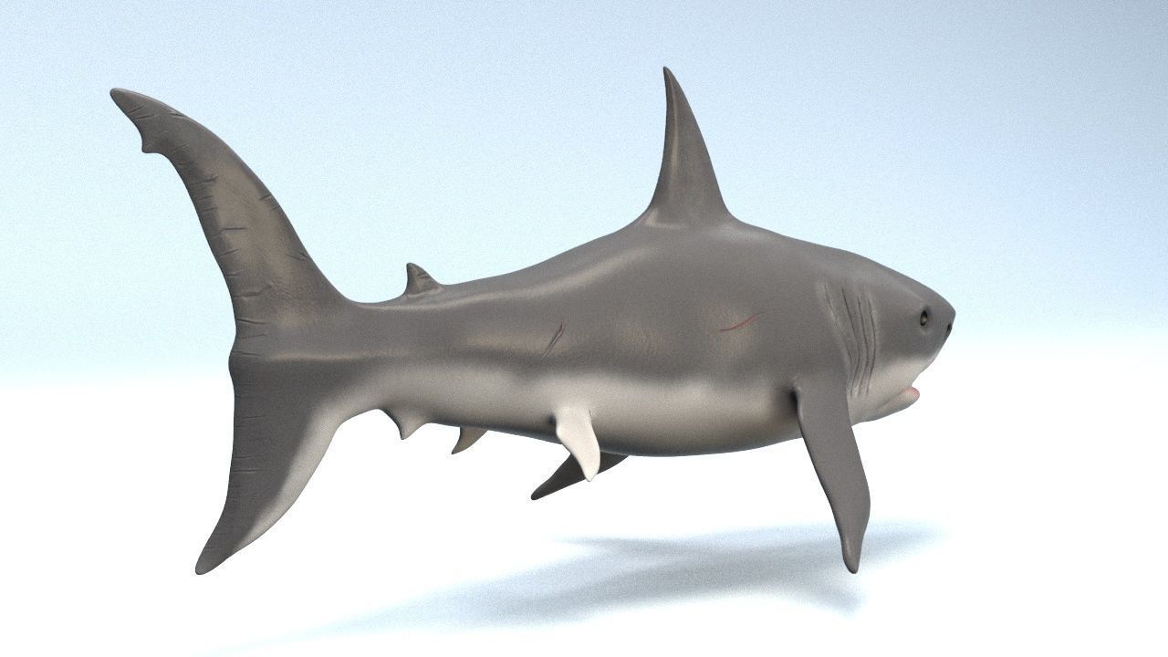 White Shark  Low-poly 3D model_3