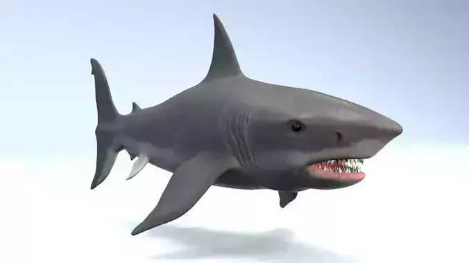 White Shark  Low-poly 3D model
