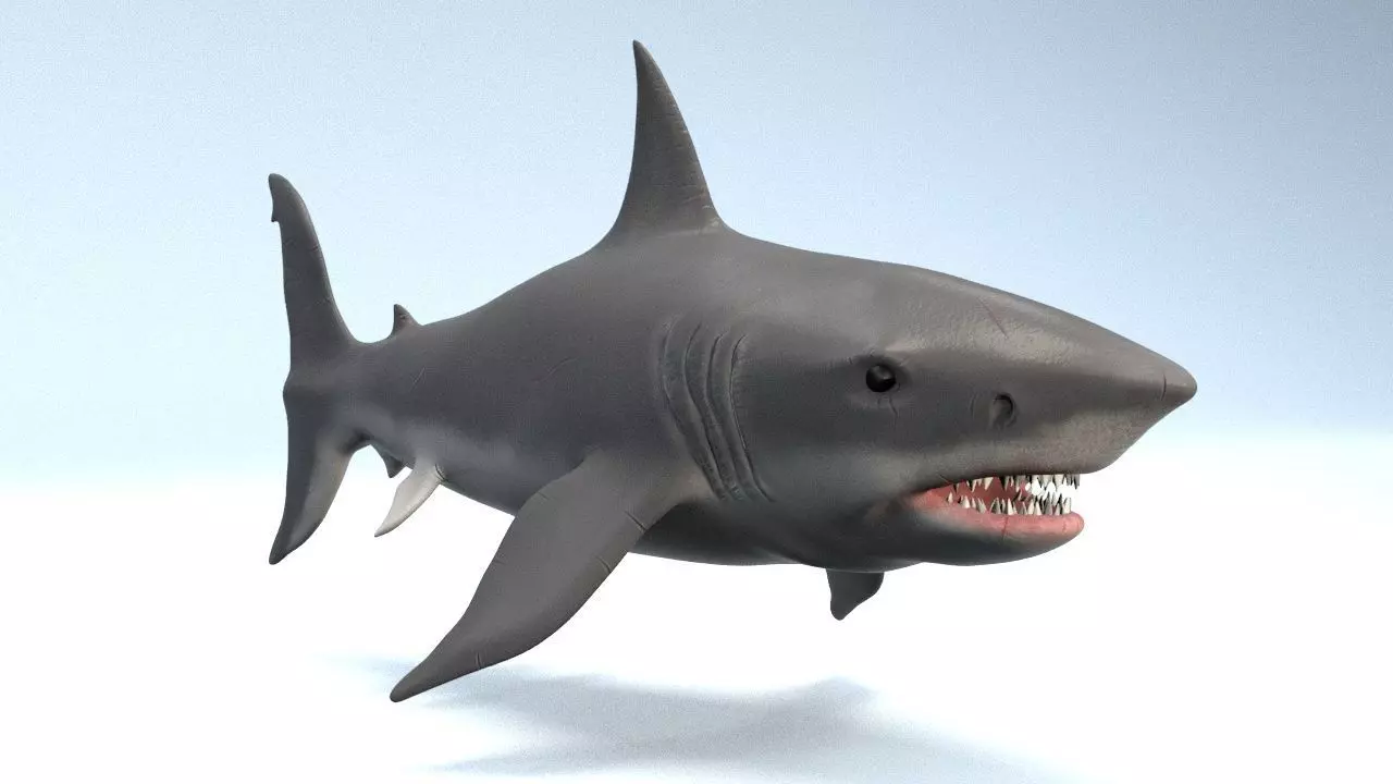 White Shark  Low-poly 3D model_0